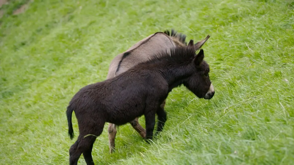 L'Europe dans tous ses (petits) Etats Liechtenstein