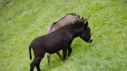 L'Europe dans tous ses (petits) Etats Liechtenstein