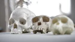 L'Europe, le berceau de l'humanité ?