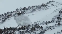 L'Europe sauvage Terres glacées