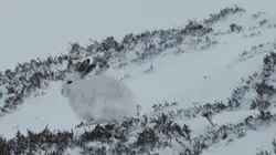 L'Europe sauvage Terres glacées
