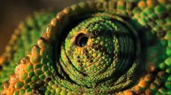 L'Europe sauvage Terres arides