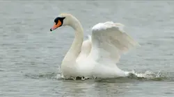 L'Europe sauvage Rivières, fleuves et océans