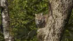 L'Europe sauvage Faune et flore des Alpes