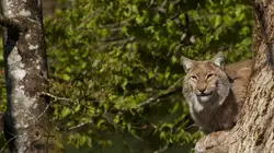 L'Europe sauvage Faune et flore des Alpes
