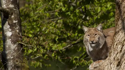 L'Europe sauvage Faune et flore des Alpes