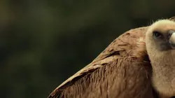 L'Europe sauvage Terres arides