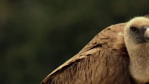 L'Europe sauvage Terres arides