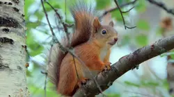 L'Europe sauvage Bois et forêts