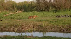 L'Europe sauvage Rivières, fleuves et océans