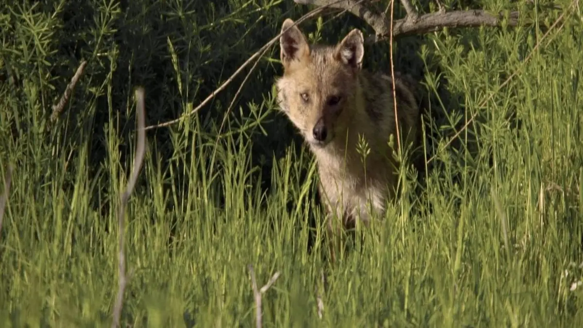 Visuel de L'Europe sauvage Bois et forêts