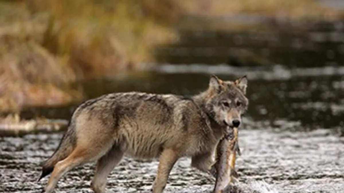 L'évolution en marche E03 Le loup, ce mammifère marin