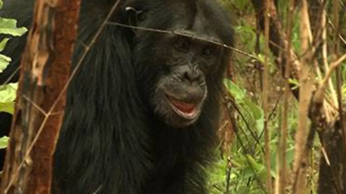 L'évolution en marche E02 Les chimpanzés à la conquête de la savane