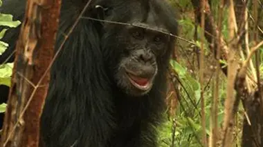 Les chimpanzés à la conquête de la savane