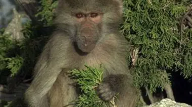 Quand des babouins adoptent des chiens