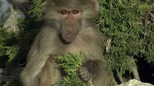 L'évolution en marche E01 Quand des babouins adoptent des chiens