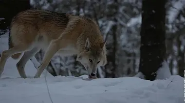 L'évolution en marche S01E04 Les chiens errants de Moscou
