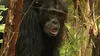 L'évolution en marche E02 Les chimpanzés à la conquête de la savane