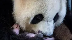 L'extraordinaire naissance du 1er bébé panda de France