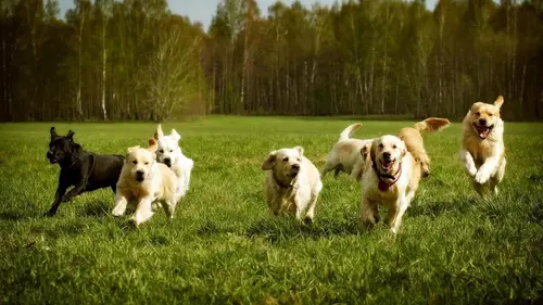 L'hebdo des animaux S01E02 Episode 2