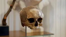 L'histoire au scalpel