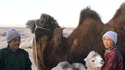 L'histoire du chameau qui pleure en streaming