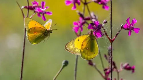 L'histoire du papillon safrané