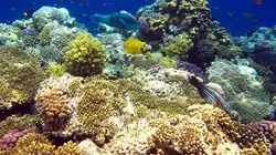 L'homme au chevet des coraux