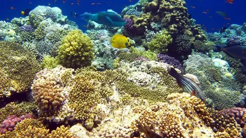 L'homme au chevet des coraux