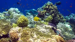 L'homme au chevet des coraux