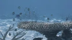 L'homme au chevet des coraux