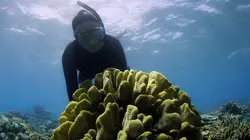 L'homme au chevet des coraux
