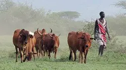 Visuel de Un nouveau monde sauvage