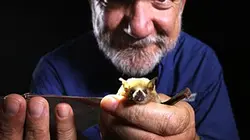 Visuel de L'homme chauve-souris du Mexique