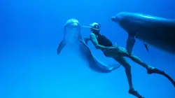 L'homme dauphin : sur les traces de Jacques Mayol