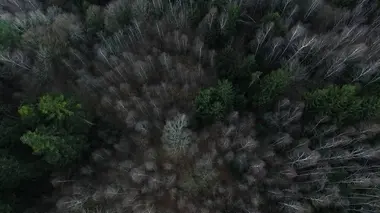 Dans les forêts des Vosges
