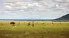 2025 • L'homme du Serengeti : Bernhard Grzimek