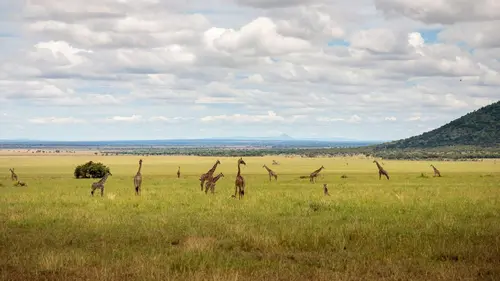 L'homme du Serengeti : Bernhard Grzimek