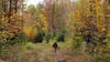 La force des forêts