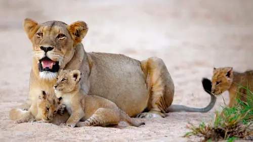L'homme, le loup et le lion