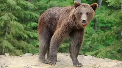 L'homme qui aimait les ours