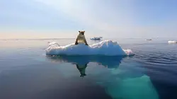 L'homme qui aimait les ours