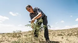 Visuel de L'homme qui ressuscite les arbres