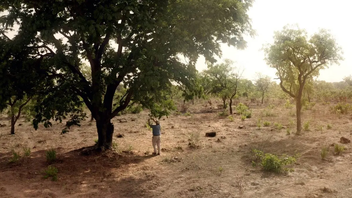 L'homme qui ressuscite les arbres