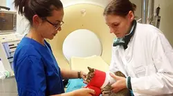 Visuel de L'hôpital des animaux