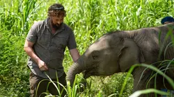 Visuel de L'hôpital des éléphants