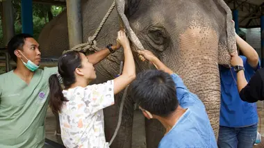 L'hôpital des éléphants