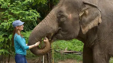 L'hôpital des éléphants