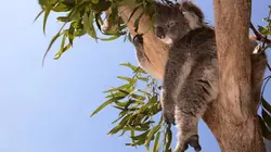 L'hôpital des koalas