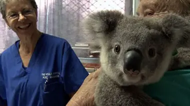 L'hôpital des koalas